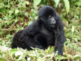 /album/galleria-fotografica/parco-nazionale-dei-vulcani-17-rwanda-2010-jpg/